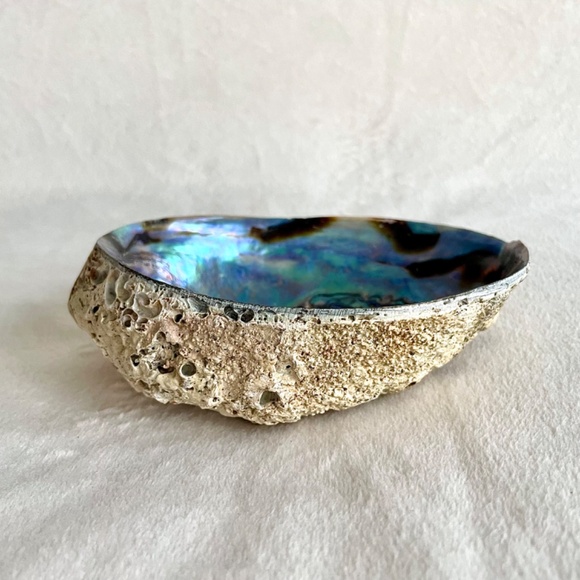 Large Abalone Shell Vessel - Picture 4 of 11